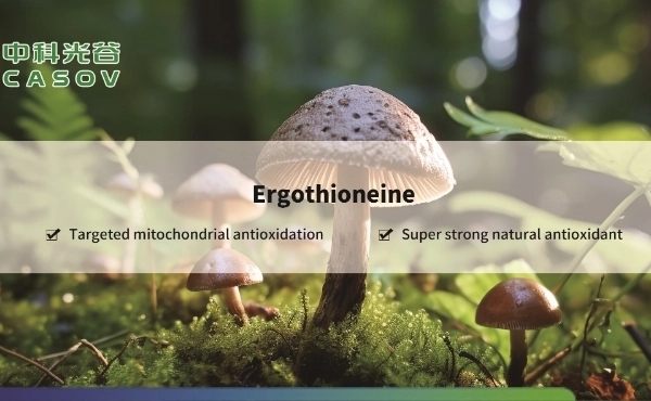 Ergothionéine&nbsp;: un composé antioxydant révolutionnaire pour la protection cellulaire