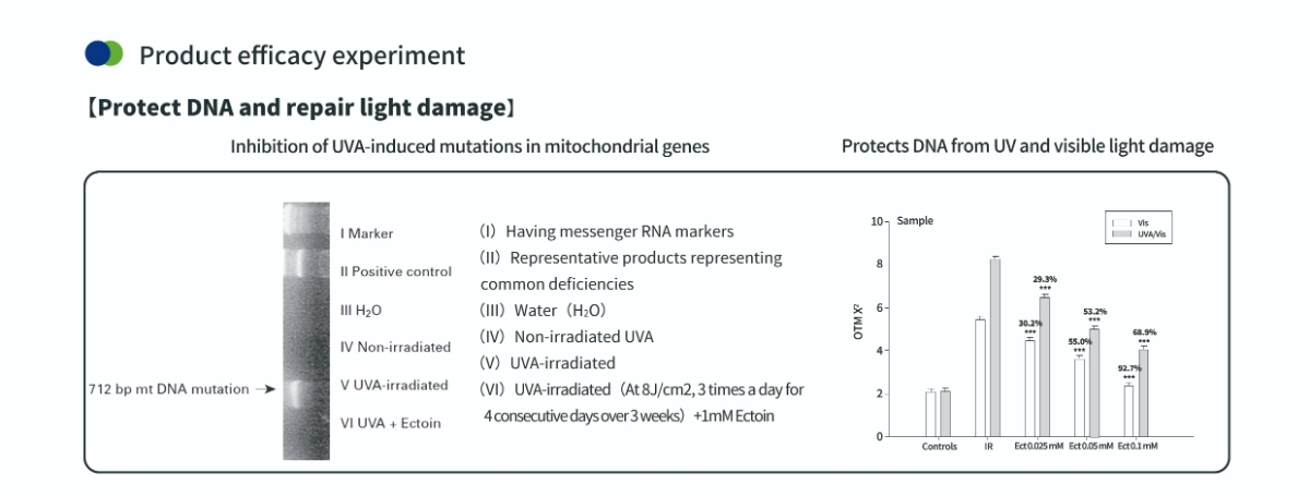 Protéger l'ADN avec de la poudre d'ectoïne pour la peau Protéger l'ADN avec de la poudre d'ectoïne pour la peau