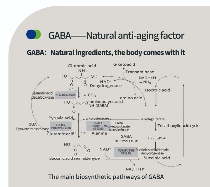 La science derrière l'acide gamma-aminobutyrique GABA